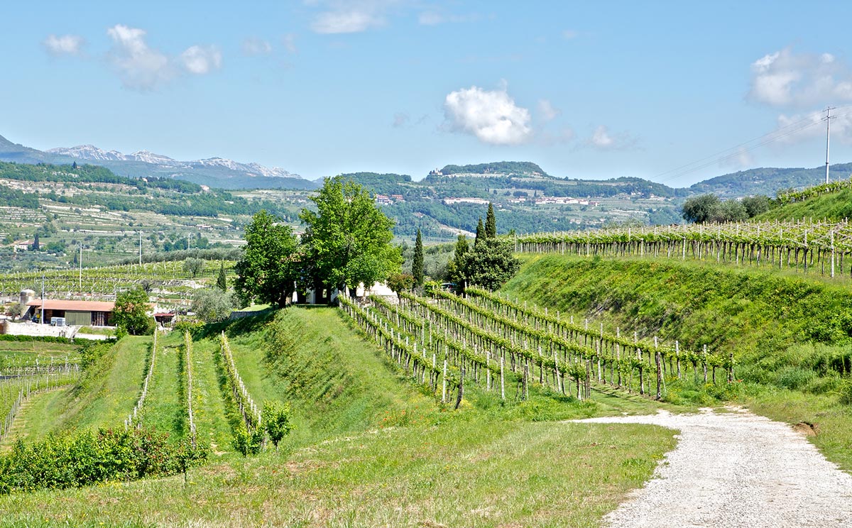 Amarone della Valpolicella Classico 2019 2