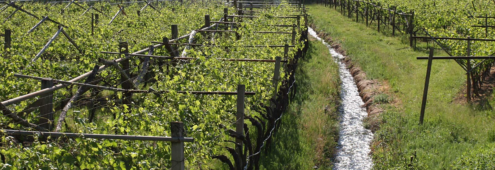 Teroldego Rotaliano "Superiore Riserva Diedri Dorigati" 2022 6
