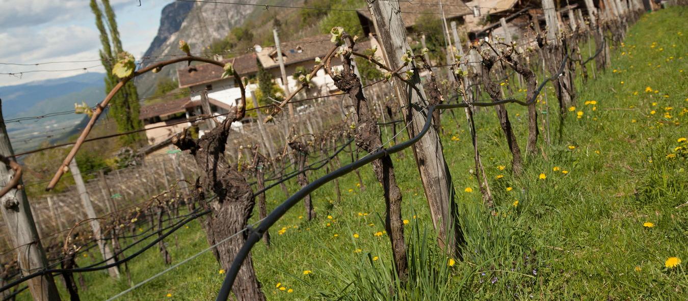 Sekt Pas Dosè  2021 5