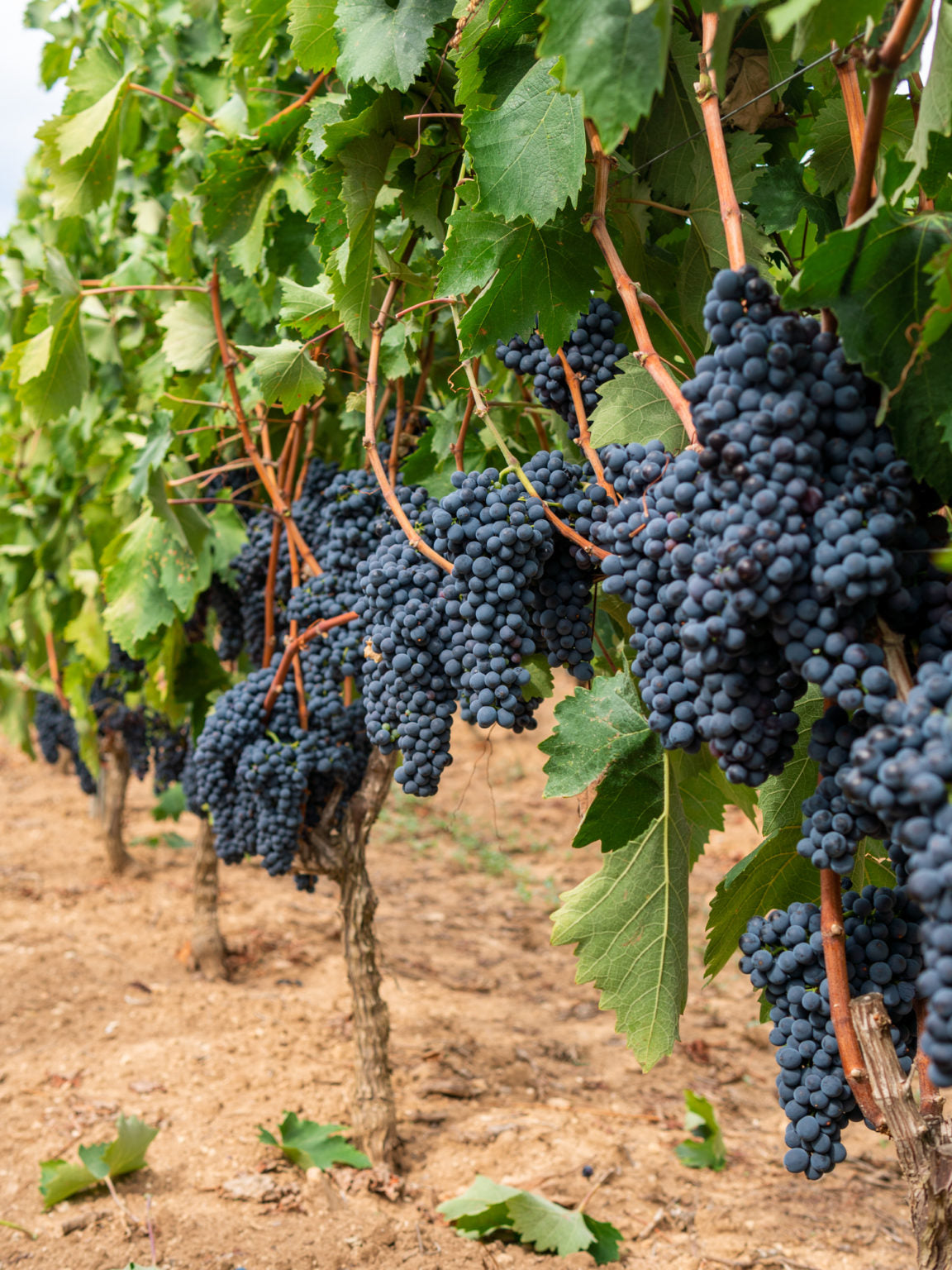 Primitivo "Chiave d*Oro" 2023 3