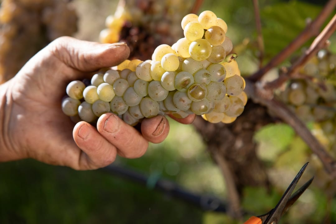 Johannes Meßner - Burgerhof 3