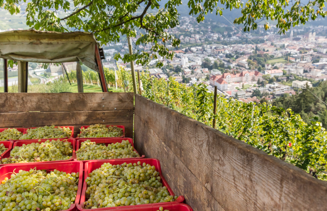 Johannes Meßner - Burgerhof 4