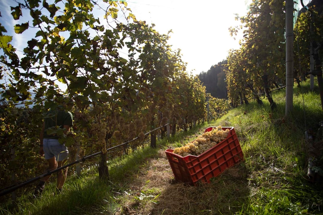 Johannes Meßner - Burgerhof 5