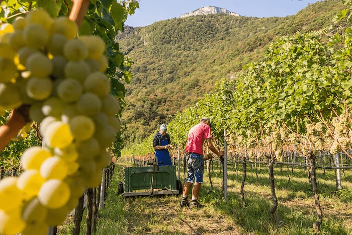 Lagrein "Rubeno" 2025 2