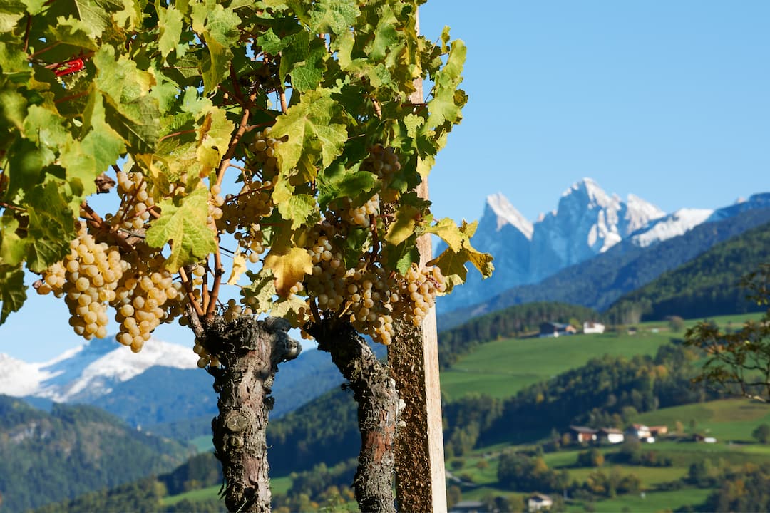 Gewürztraminer "Aristos" 2022 3