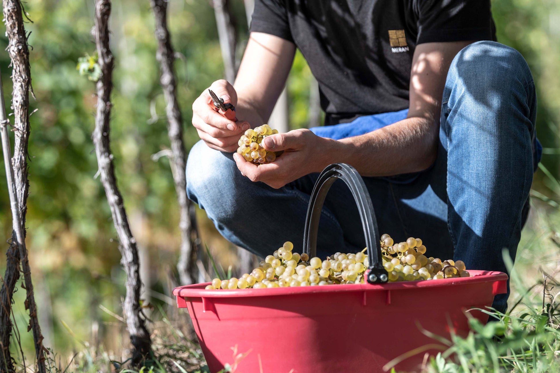 Sekt Brut Riserva "36" 2021 6