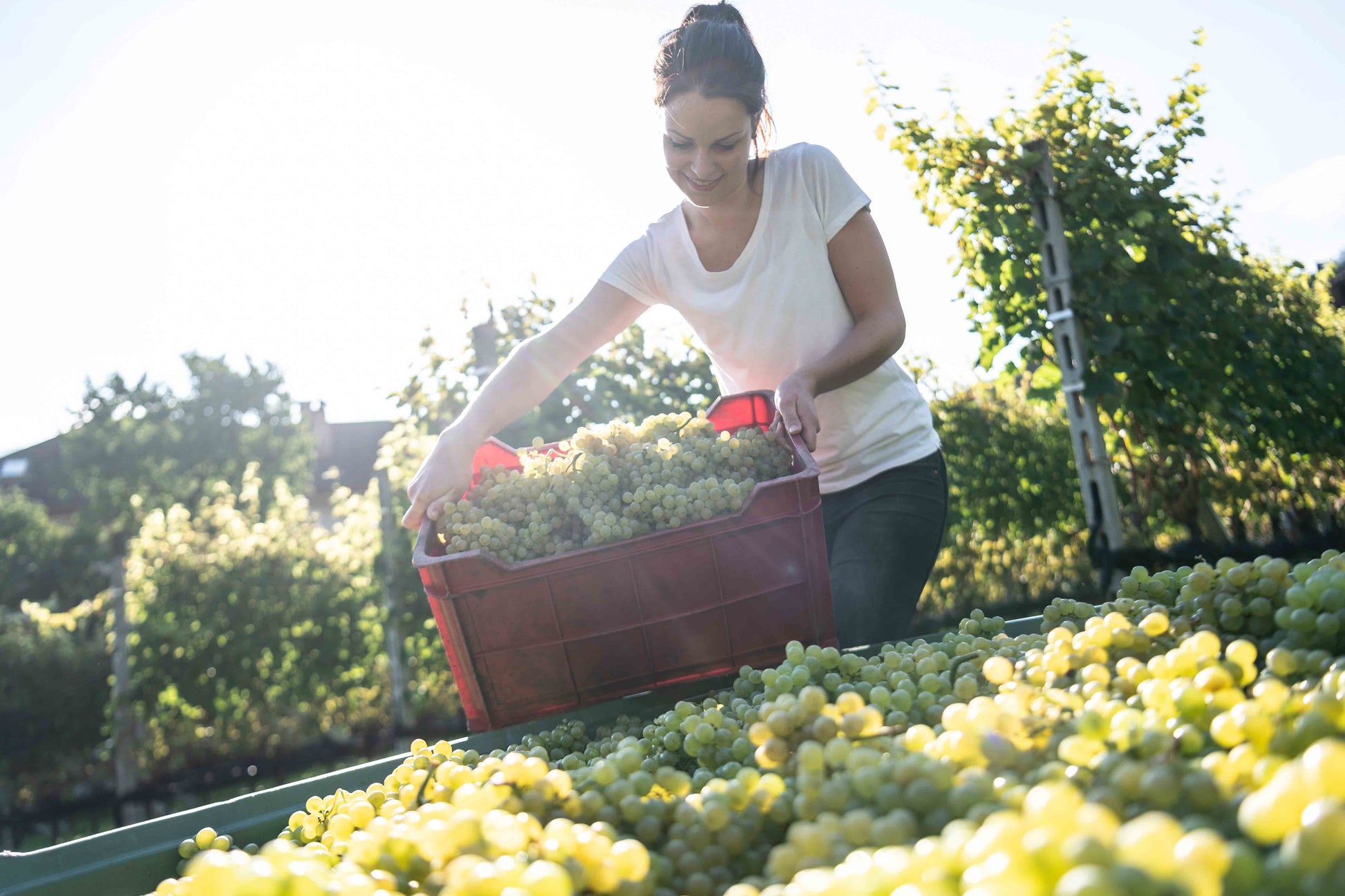 Chardonnay "Kalk" 2023 5