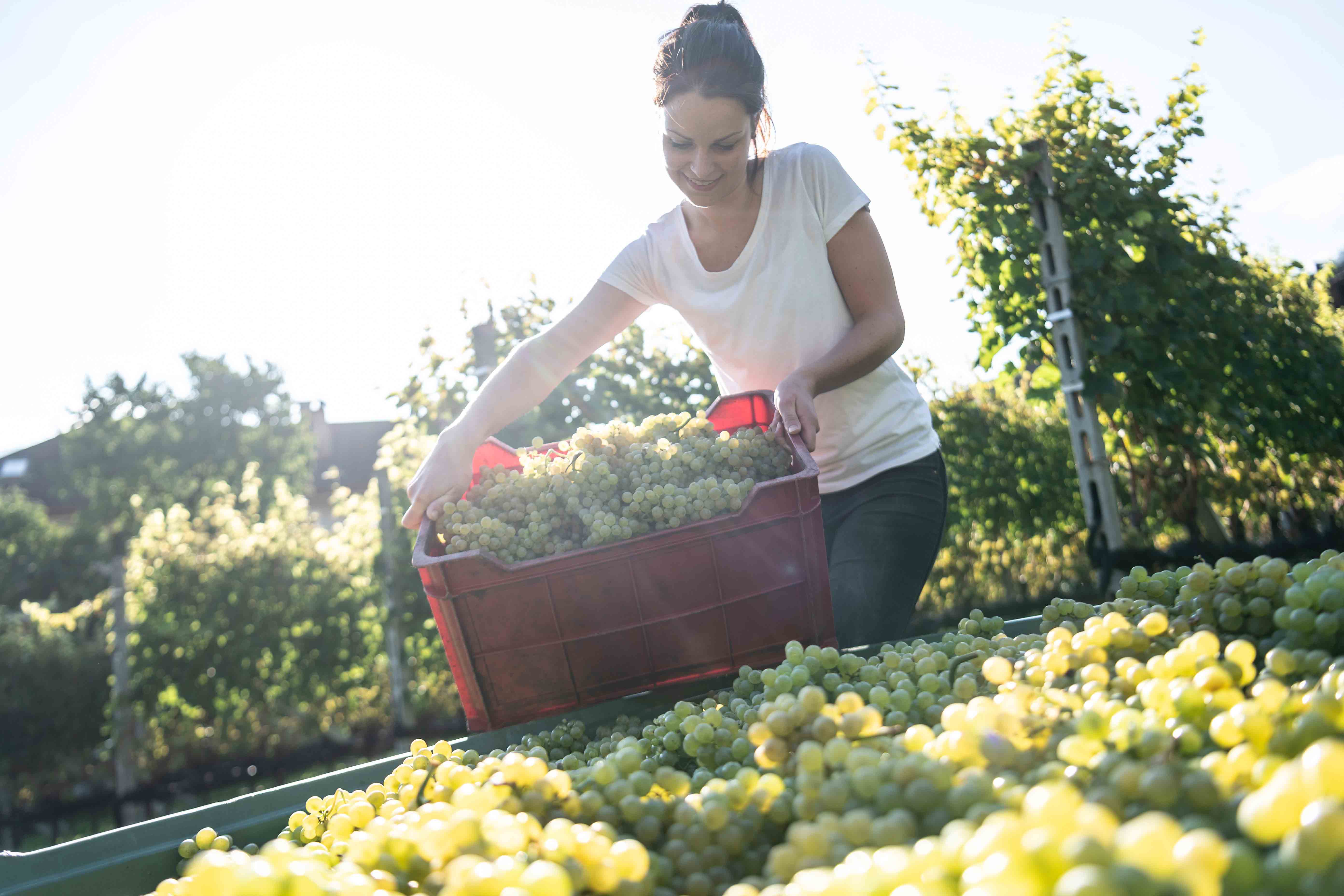 Chardonnay "Kalk" 2023 5