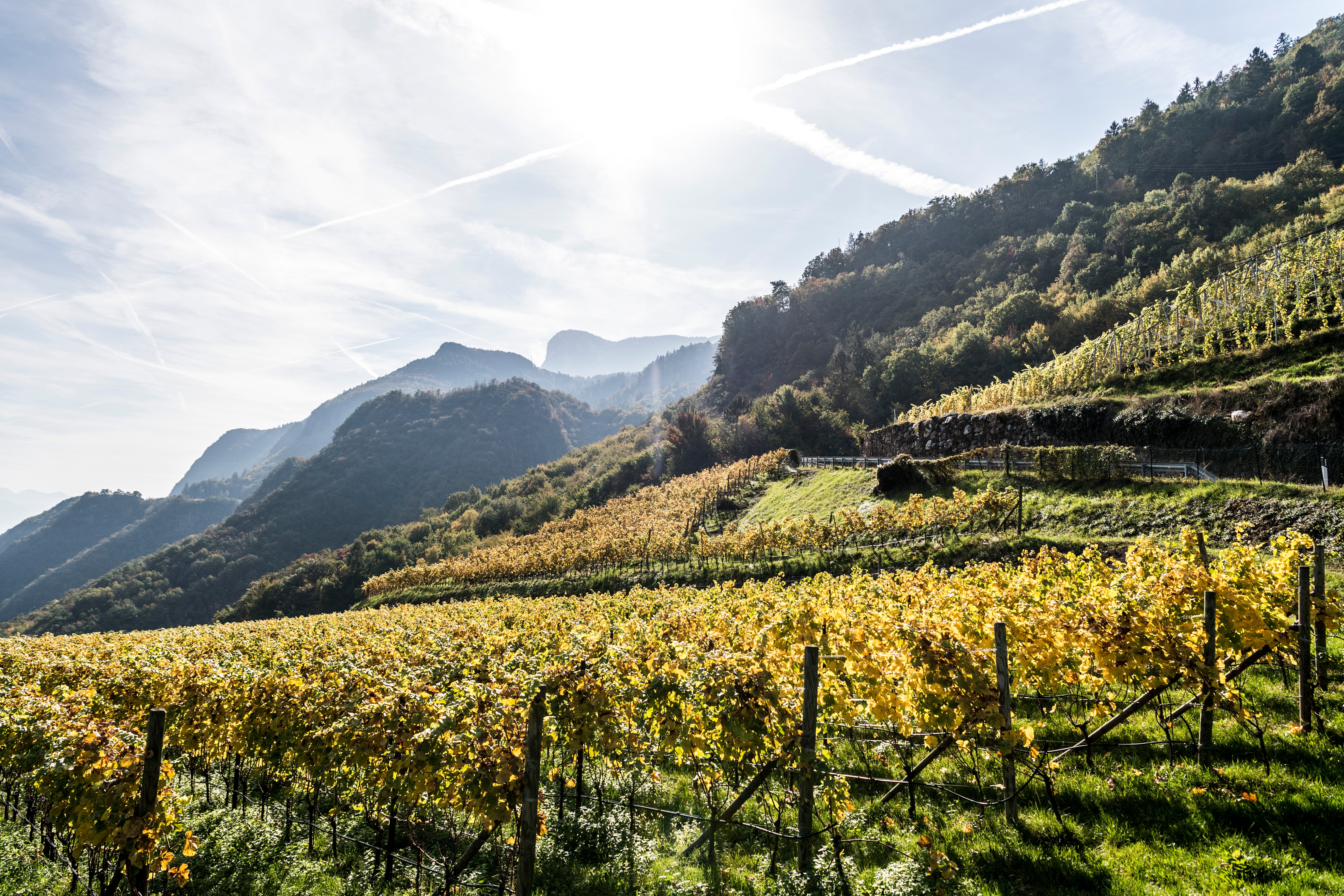 Chardonnay "Kalk" 2023 6