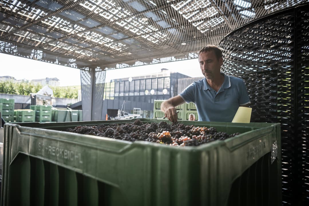 Chardonnay "Lafóa" 2023 4