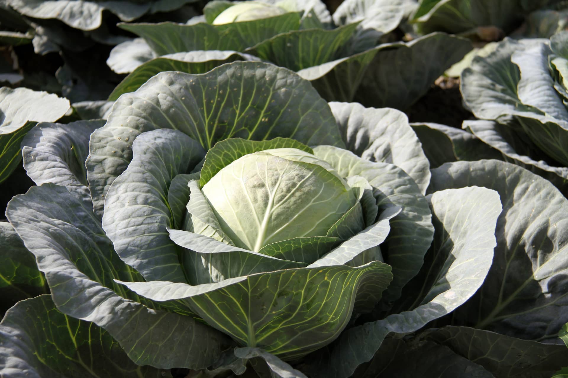 Kimchi mit Wirsing Bio 3