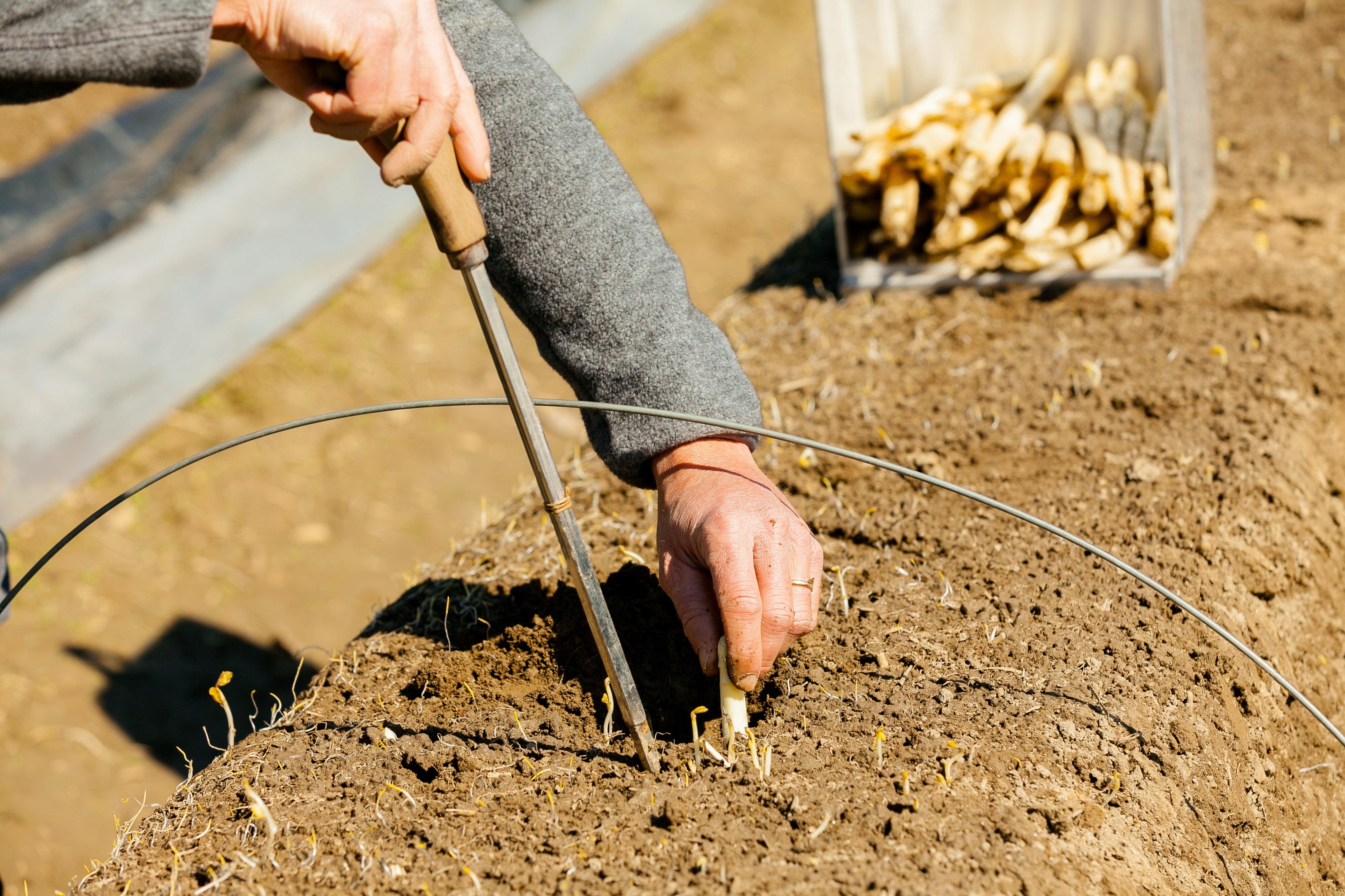 Margarete - Terlaner Spargel 1