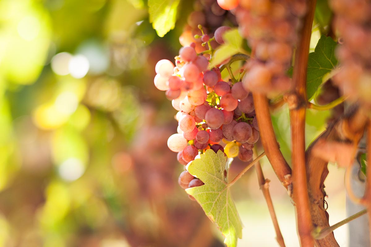 Grüner Veltliner 2023 6