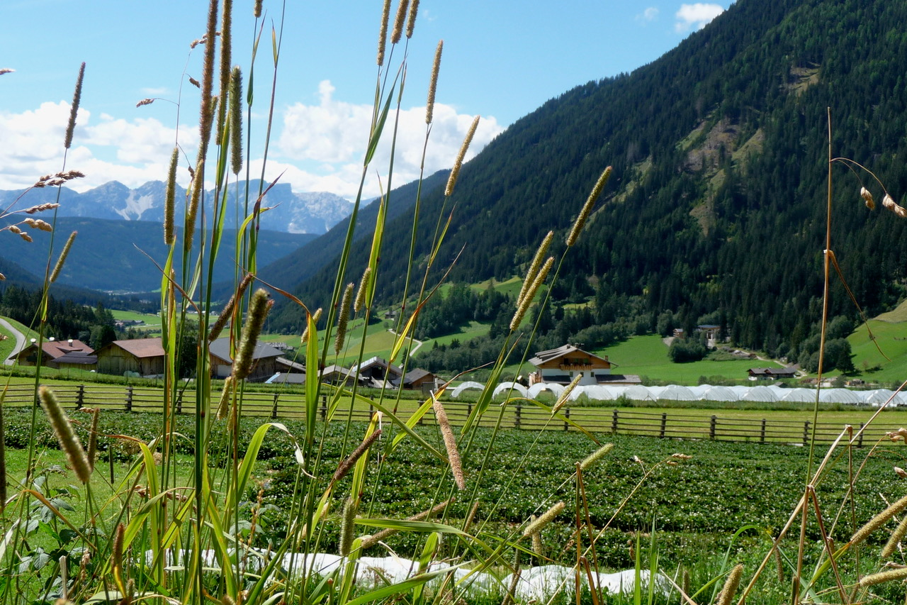 Früchtesenf Hagebutte 5