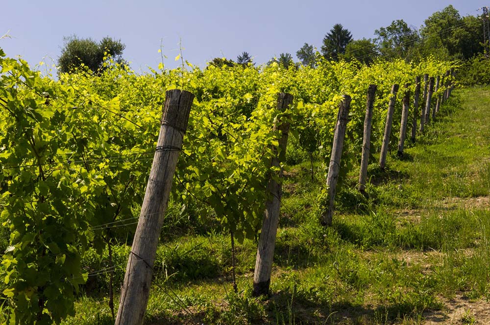 SANTA MARGHERITA SPA 5