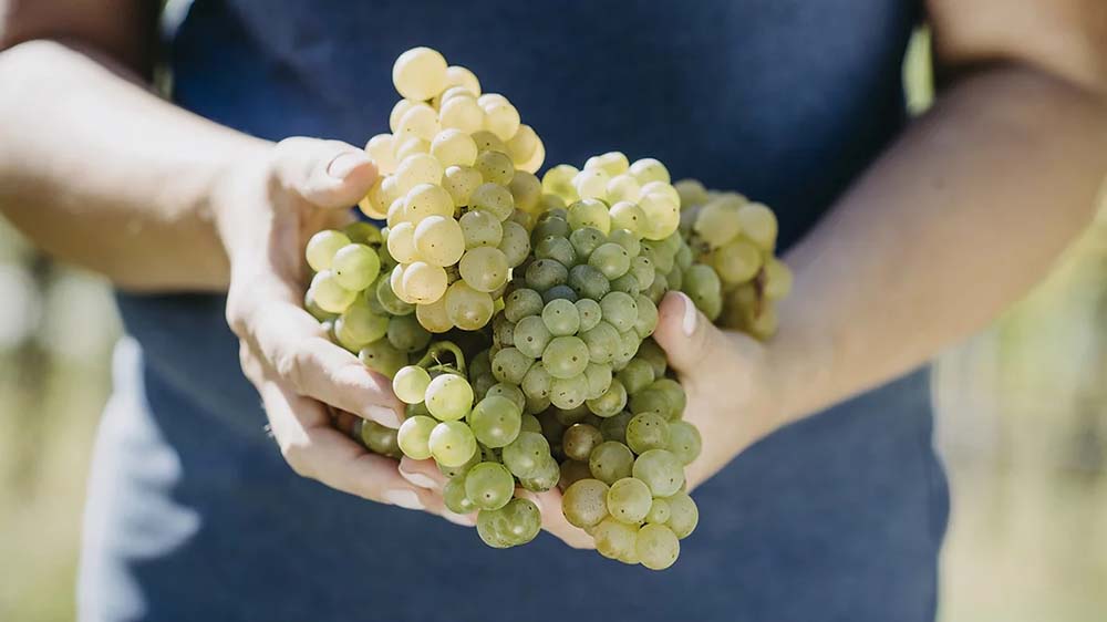 Blauburgunder Grafenau Vinschgau Bio 2023 6