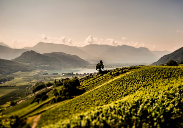 Weingut Andi Sölva 2