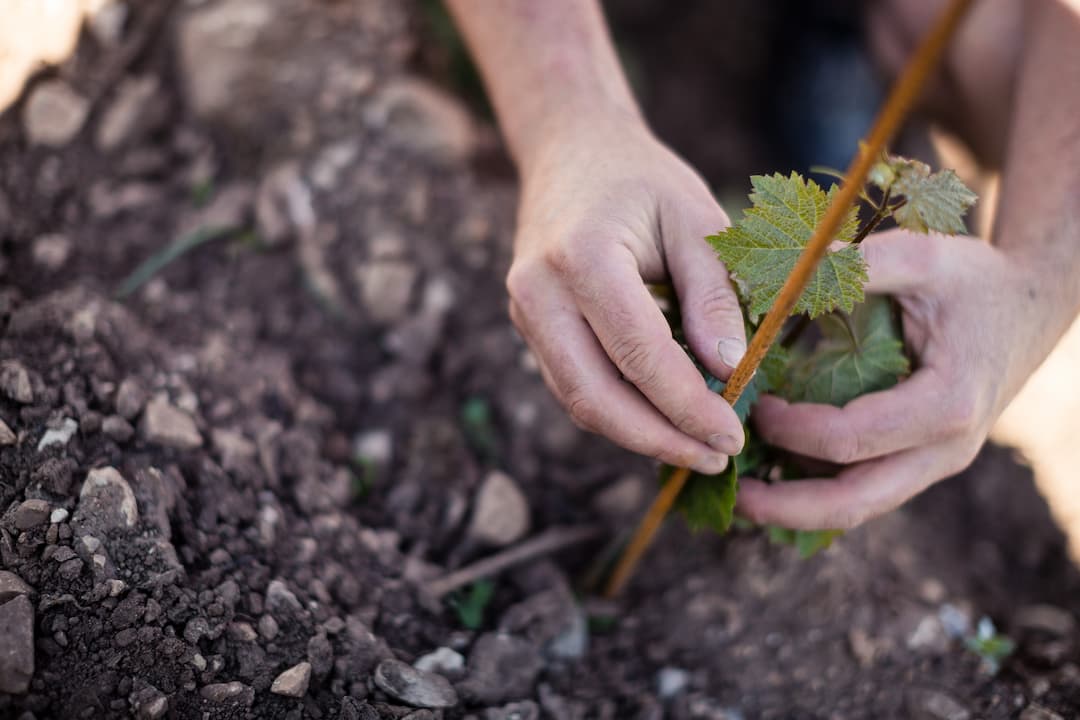 Weingut Andi Sölva 4