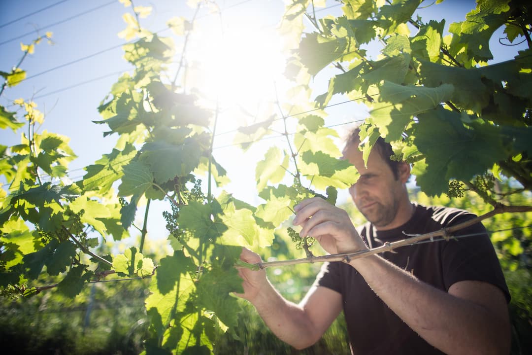 Weingut Andi Sölva 5
