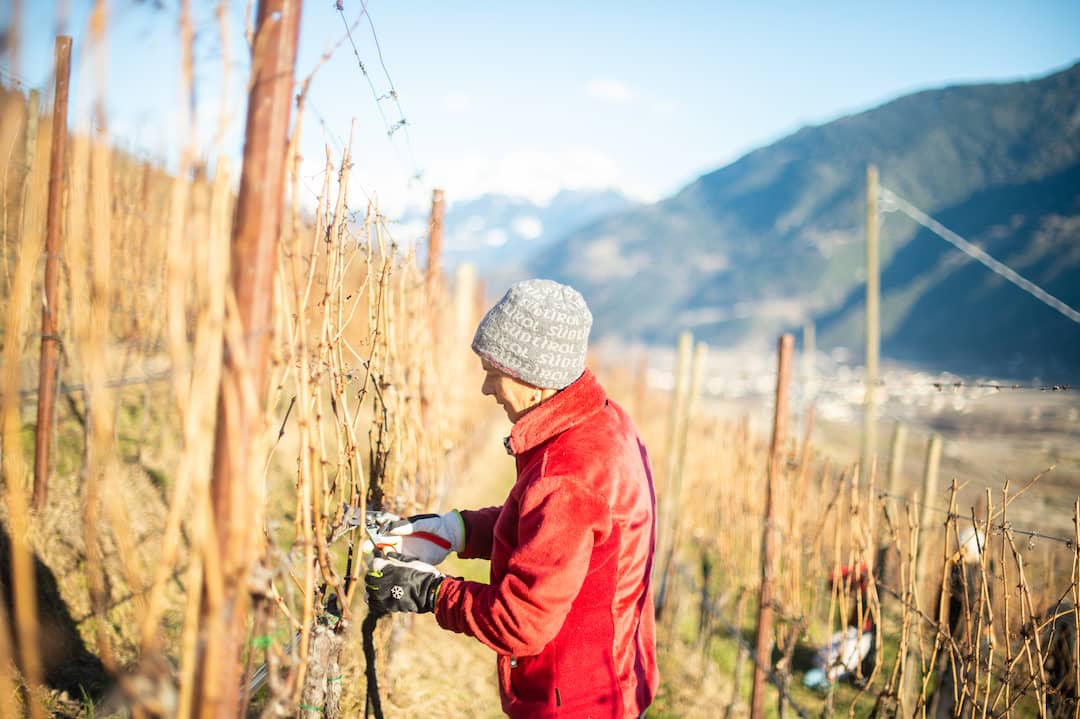 Weingut Falkenstein 1