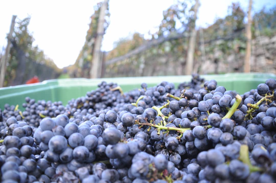 Weingut Falkenstein 2