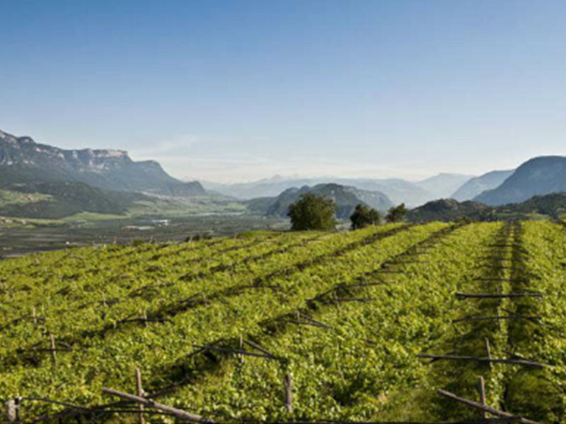 Gewürztraminer "Joseph"  2024 6