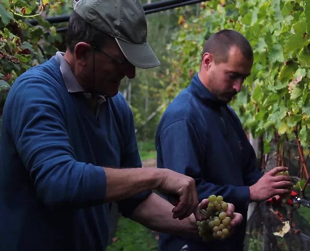 Blauburgunder  2023 4