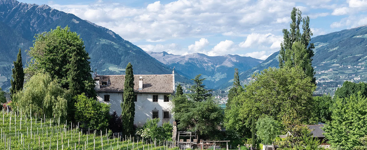 Blauburgunder  2023 5