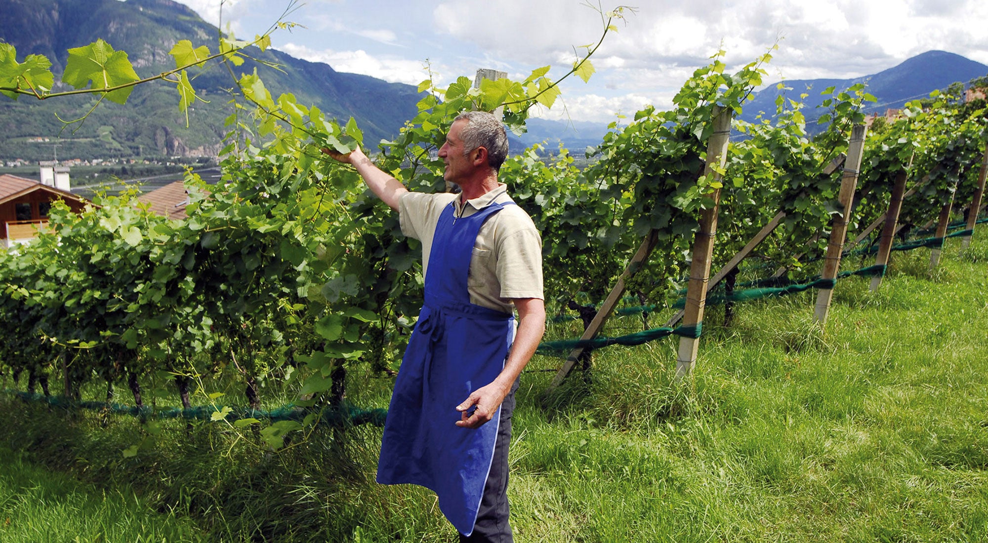 Weissburgunder 2024 3