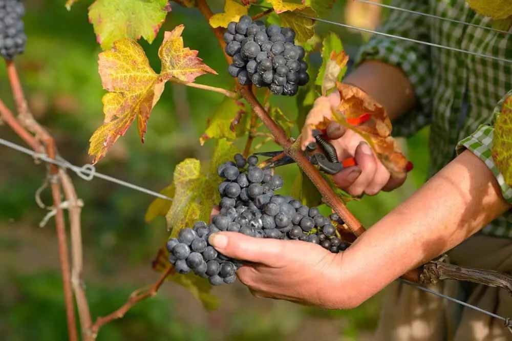 Sauvignon 2023 6