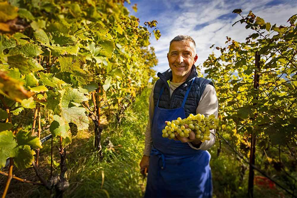 Blauburgunder „Vedla“ Bio 2020 2