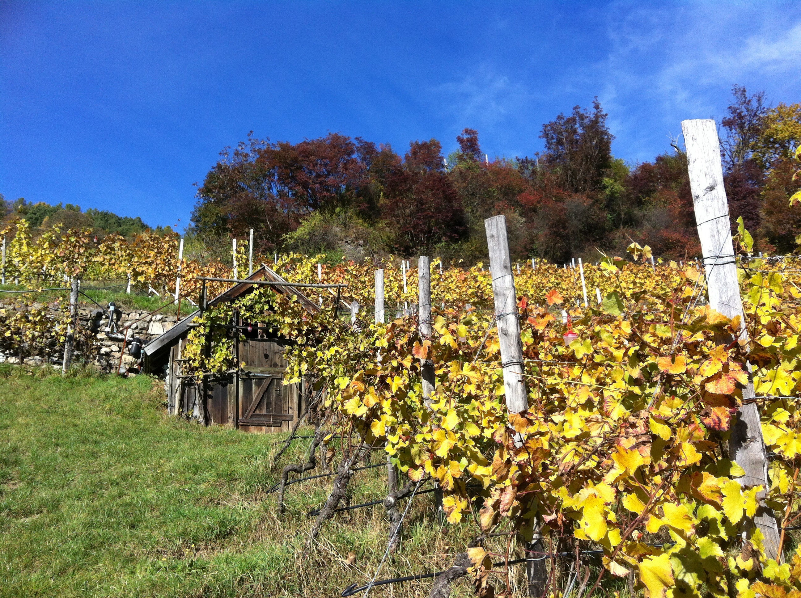 Blauburgunder „Vedla“ Bio 2020 3