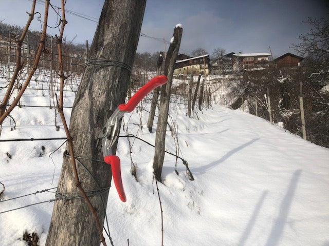 Blauburgunder „Vedla“ Bio 2020 4