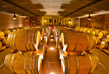 Sauvignon "Echt Geil"  2024 4