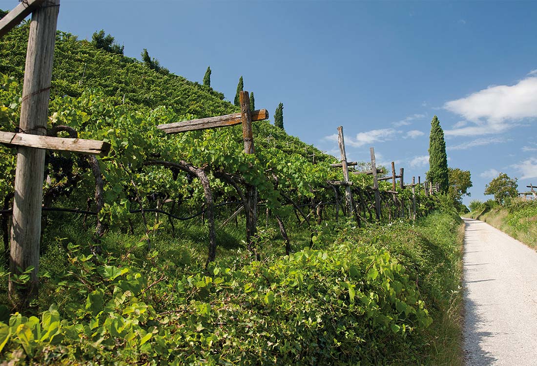 Sauvignon "Echt Geil"  2024 5