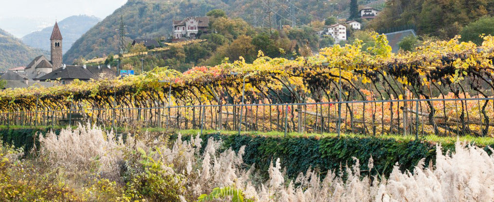 "Lagrein Kretzer" Spätlese 2024 3