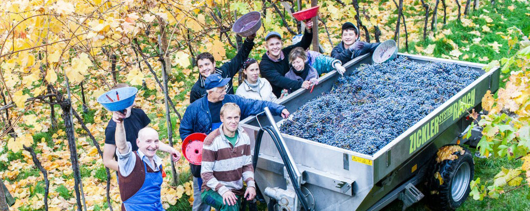 "Lagrein Kretzer" Spätlese 2024 4