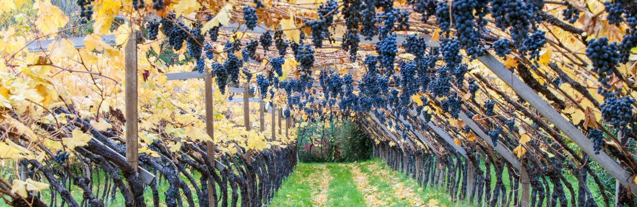 "Lagrein Kretzer" Spätlese 2024 5