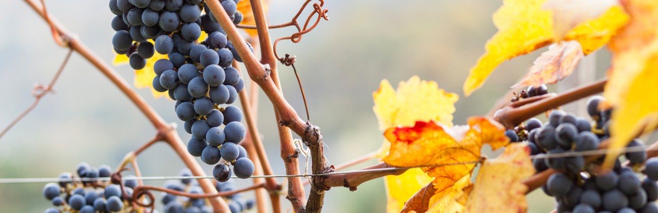 "Lagrein Kretzer" Spätlese 2024 6