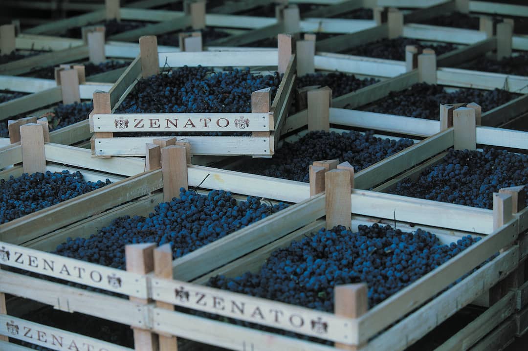 Amarone della Valpolicella Classico 2020 4