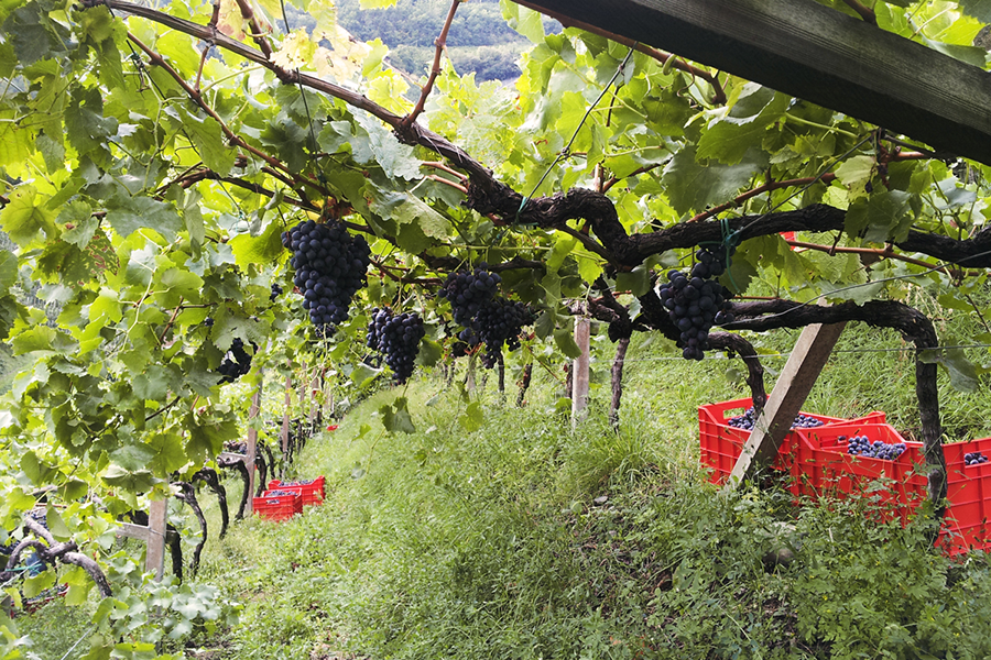 ANITA MITTERER PARDELLERHOF MONTIN 3