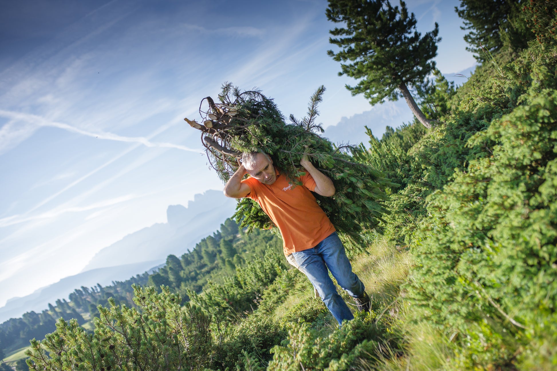 Arnika - Latsche Salbe Bio 2