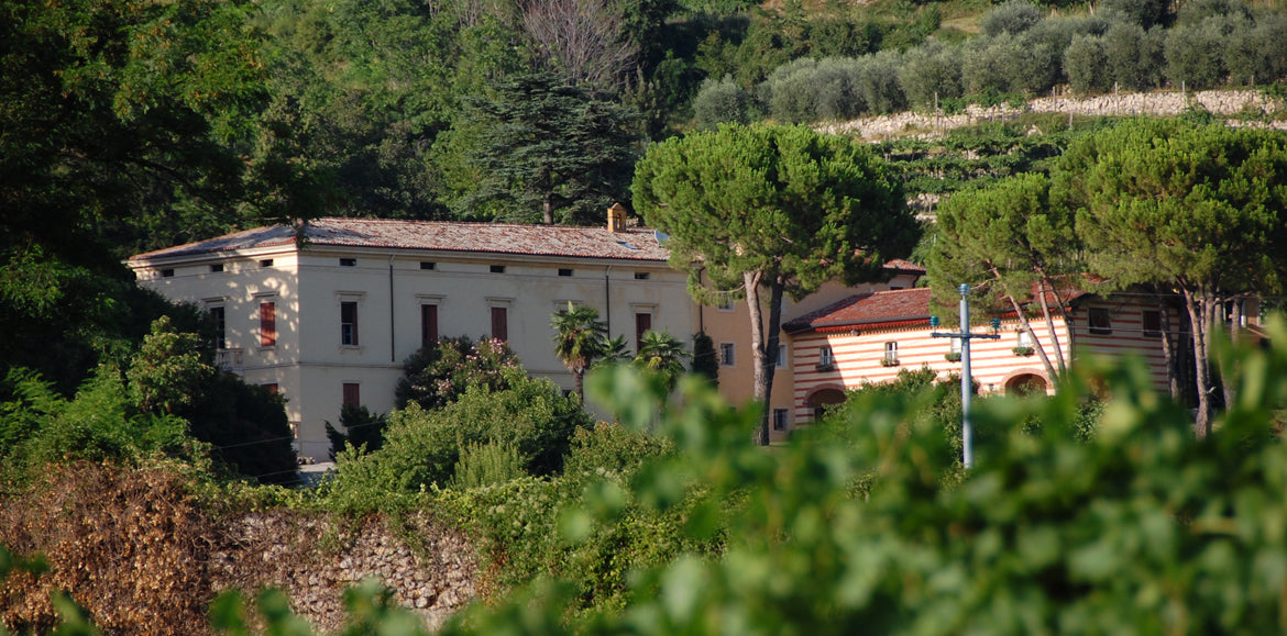 Amarone della Valpolicella Classico 2019 3