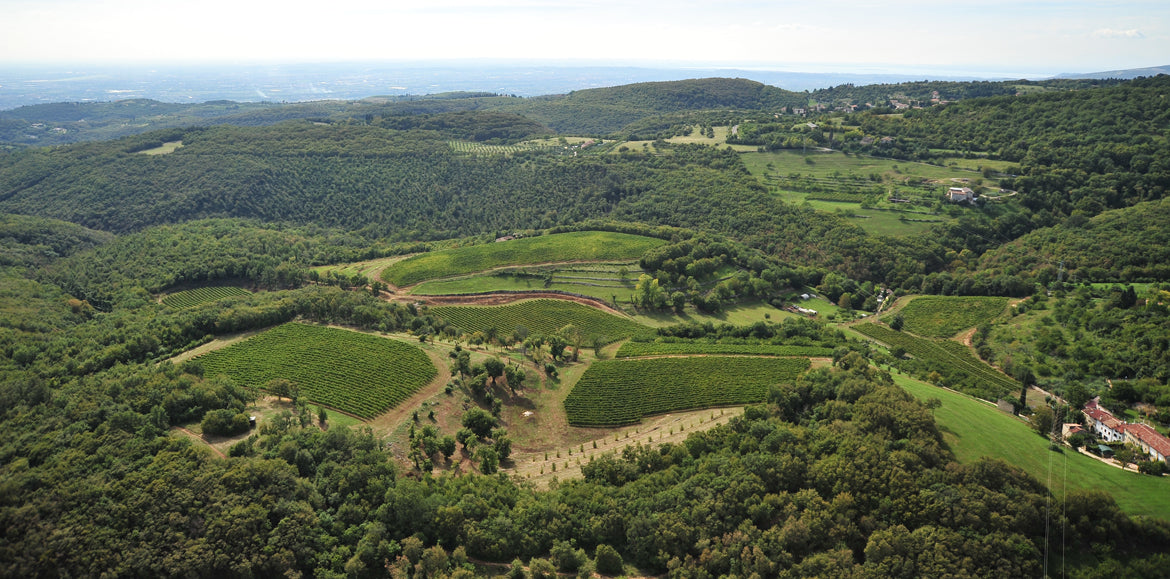 Amarone della Valpolicella Classico 2019 5