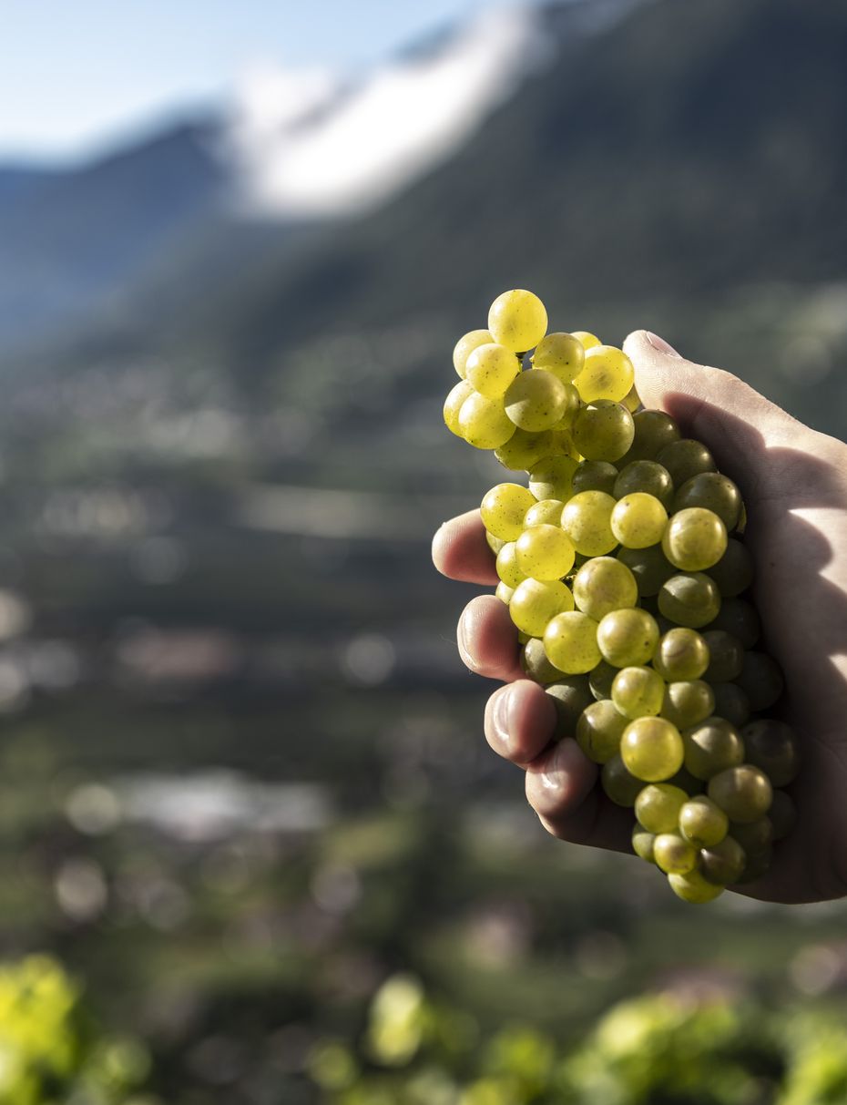 Burggräfler Weinkellerei 3