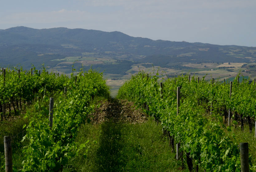 COL D'ORCIA S.P.A 2