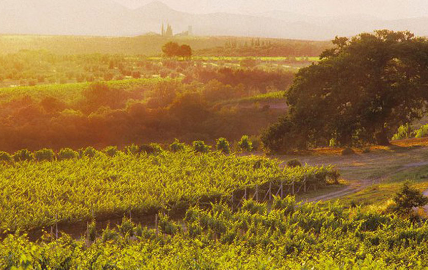 COL D'ORCIA S.P.A 3