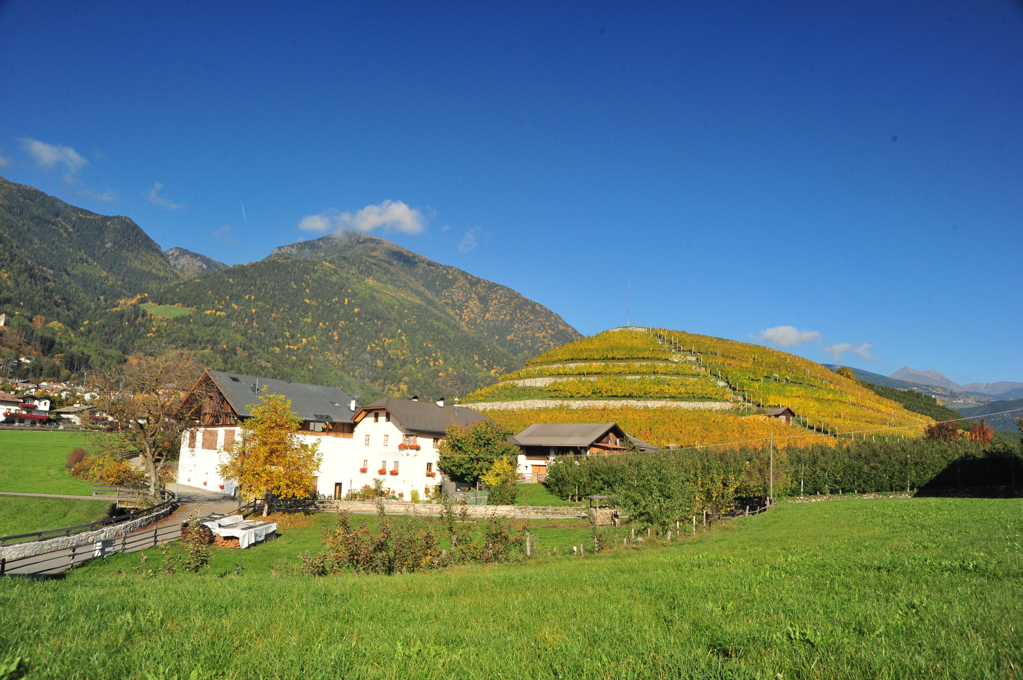 Grüner Veltliner "Rigger"  2023 6
