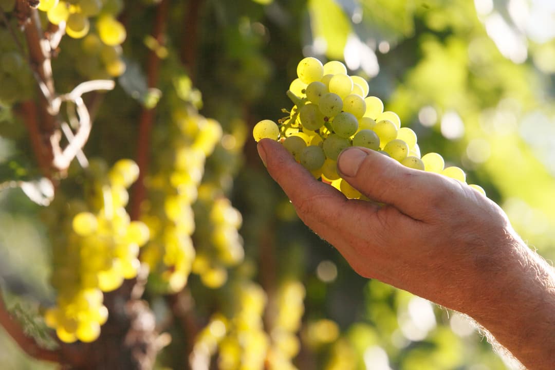 Sauvignon "Praesulis" 2023 3