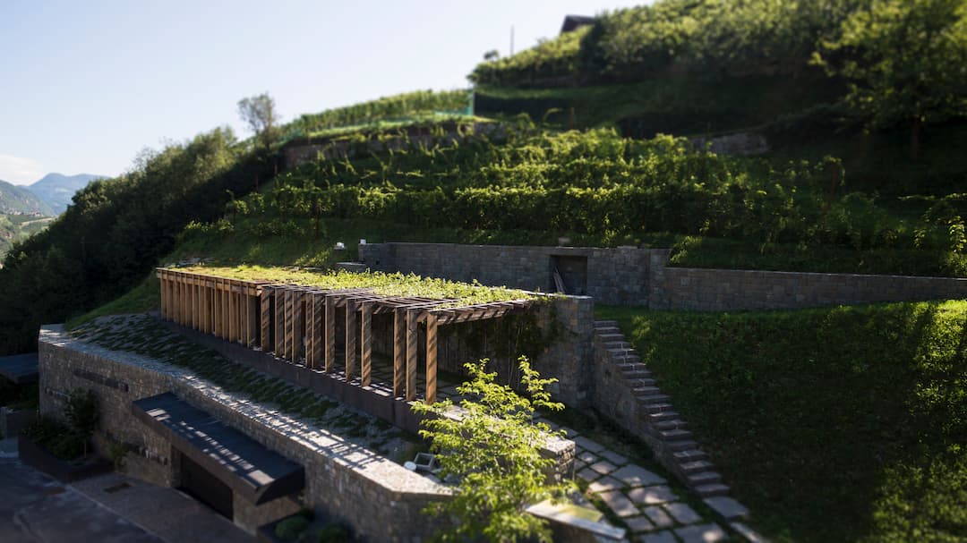 Sauvignon "Praesulis" 2023 5